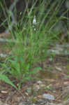 Whorled milkwort